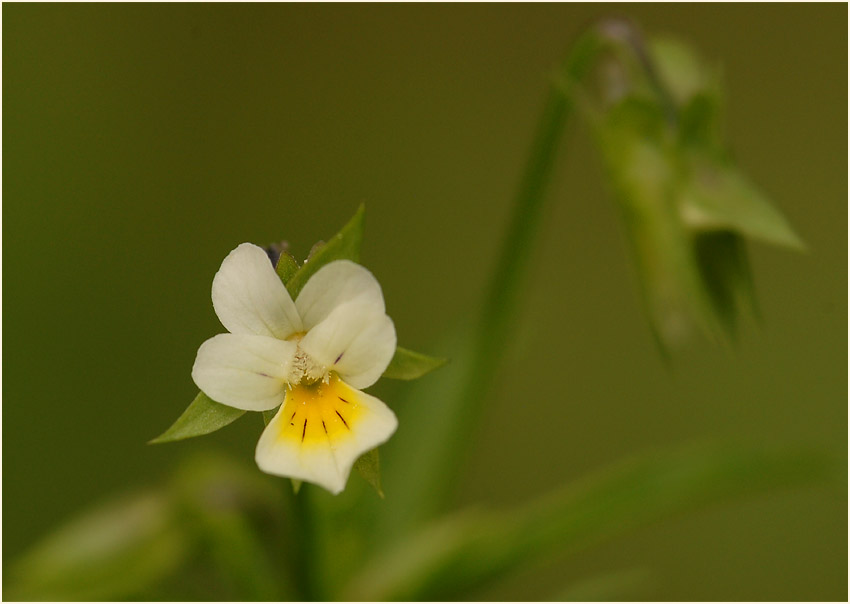 Acker-Stiefmütterchen (Viola arvensis)