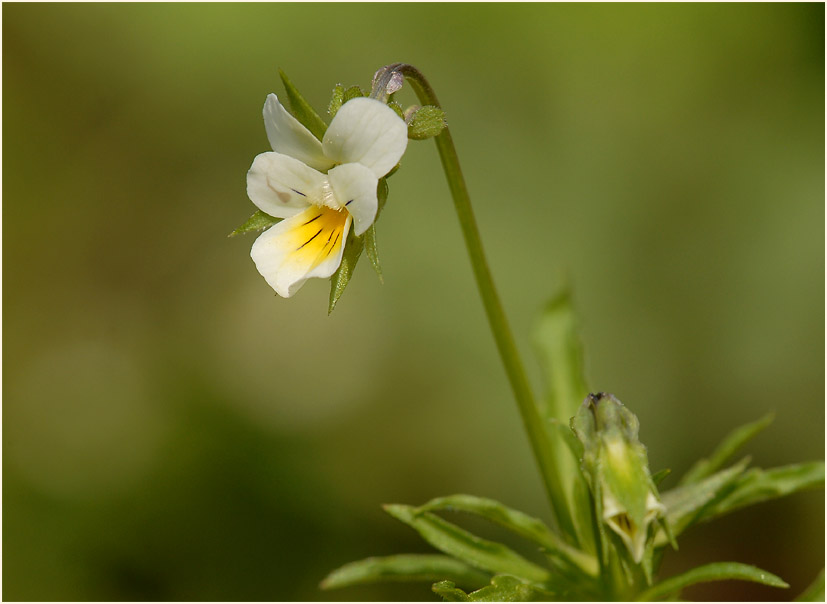 Acker-Stiefmütterchen (Viola arvensis)