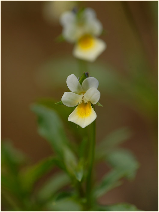 Acker-Stiefmütterchen (Viola arvensis)