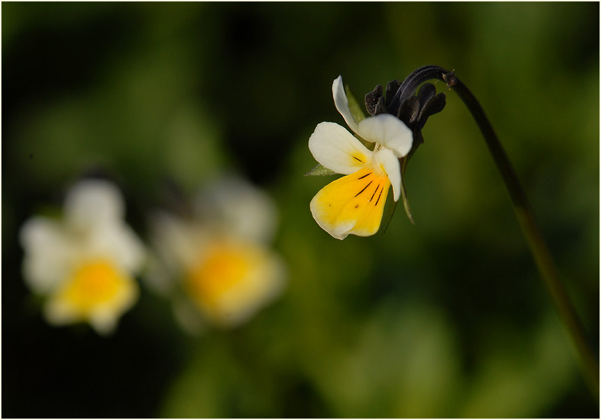 Acker-Stiefmütterchen (Viola arvensis)