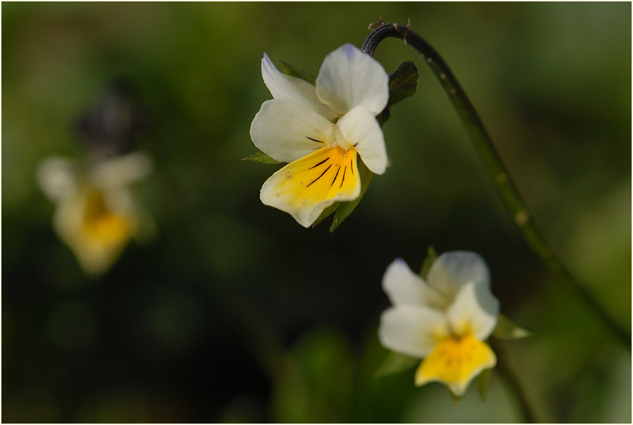 Acker-Stiefmütterchen (Viola arvensis)