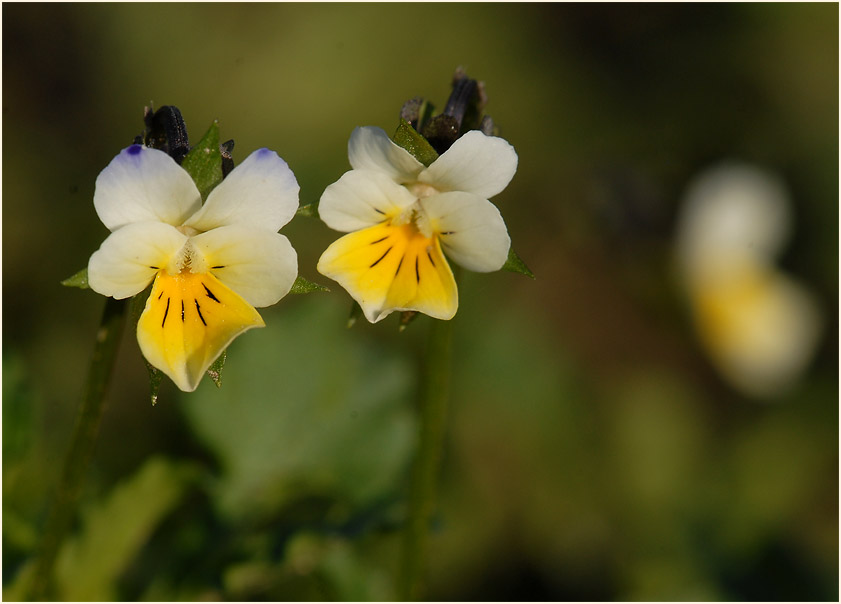 Acker-Stiefmütterchen (Viola arvensis)