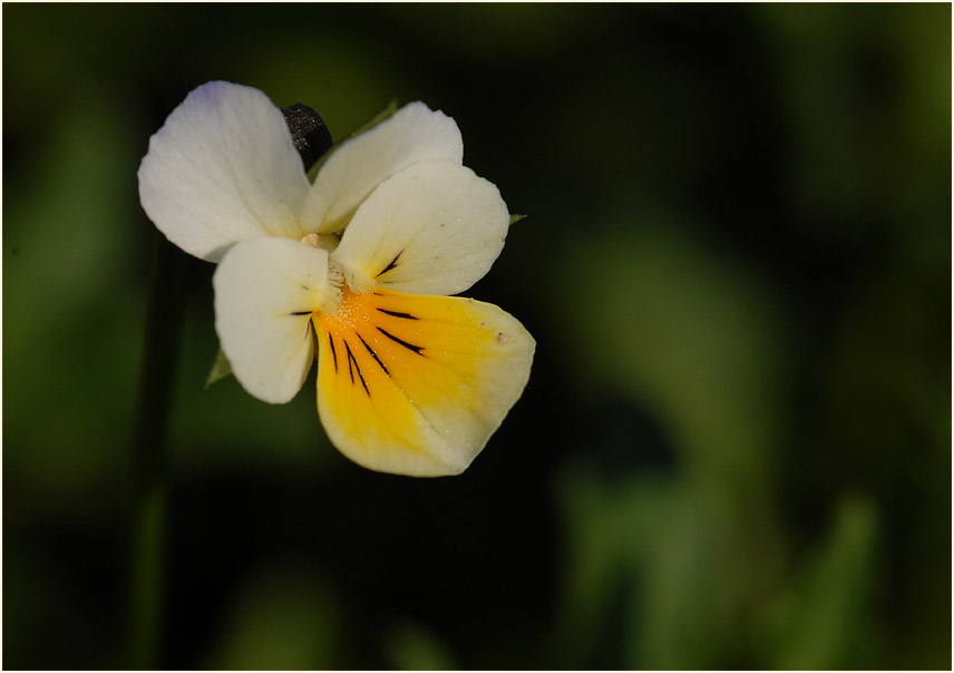 Acker-Stiefmütterchen (Viola arvensis)