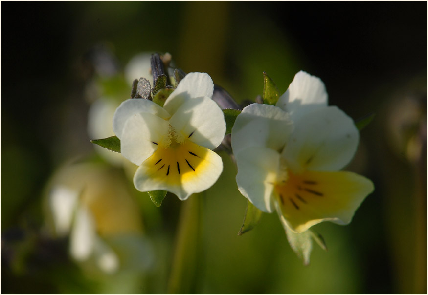 Acker-Stiefmütterchen (Viola arvensis)