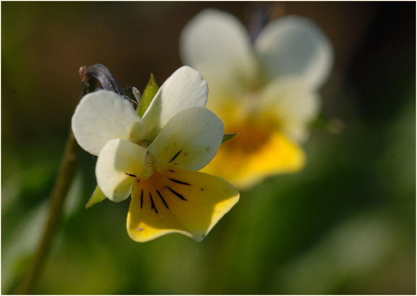 Acker-Stiefmütterchen (Viola arvensis)