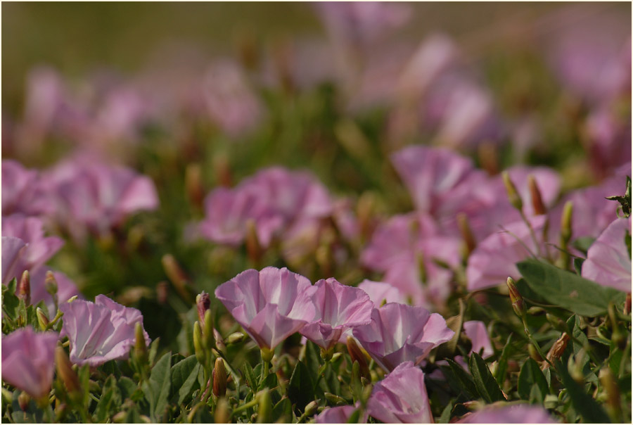 Ackerwinde (Convolvulus arvensis)