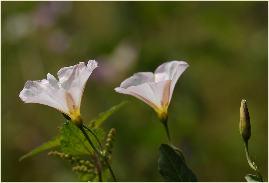 Ackerwinde (Convolvulus arvensis)