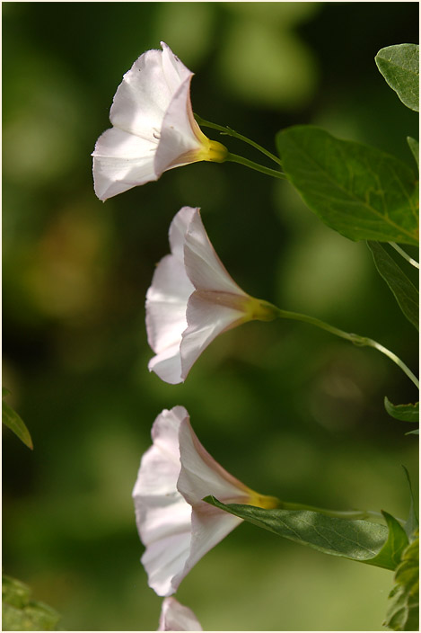 Ackerwinde (Convolvulus arvensis)