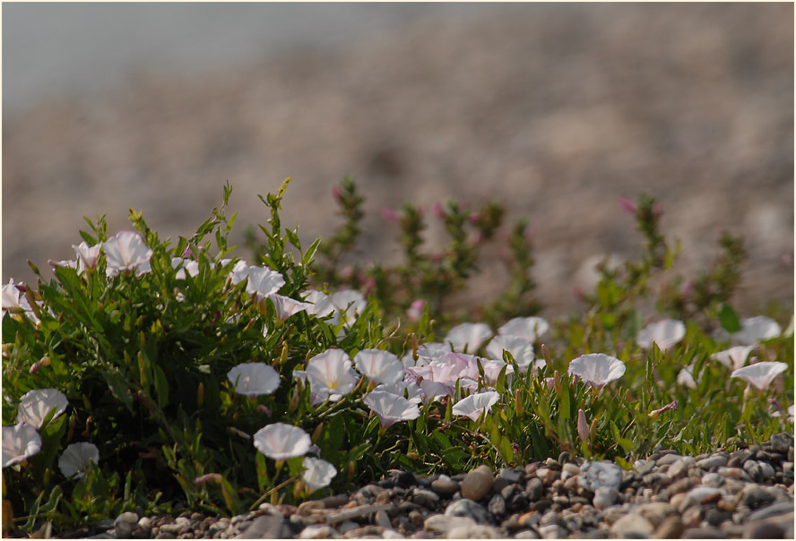 Ackerwinde (Convolvulus arvensis)