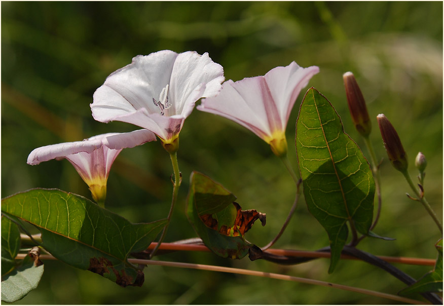 Ackerwinde (Convolvulus arvensis)