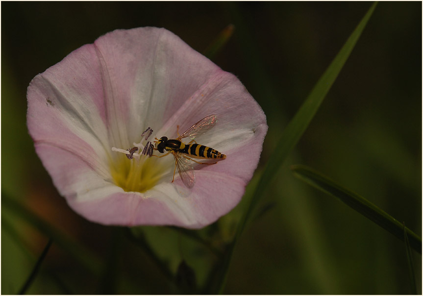 Ackerwinde (Convolvulus arvensis)