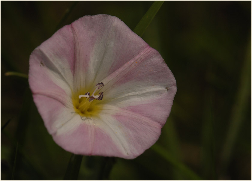 Ackerwinde (Convolvulus arvensis)