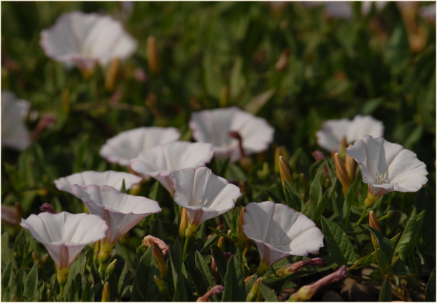 Ackerwinde (Convolvulus arvensis)