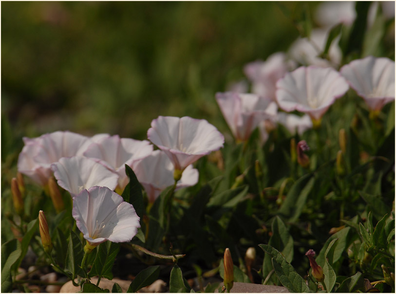 Ackerwinde (Convolvulus arvensis)