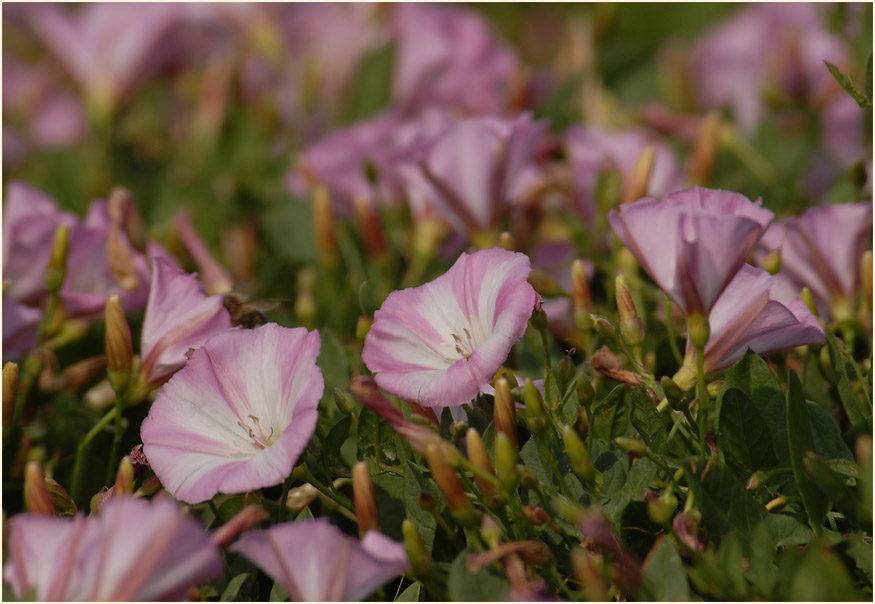 Ackerwinde (Convolvulus arvensis)