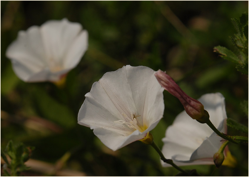 Ackerwinde (Convolvulus arvensis)