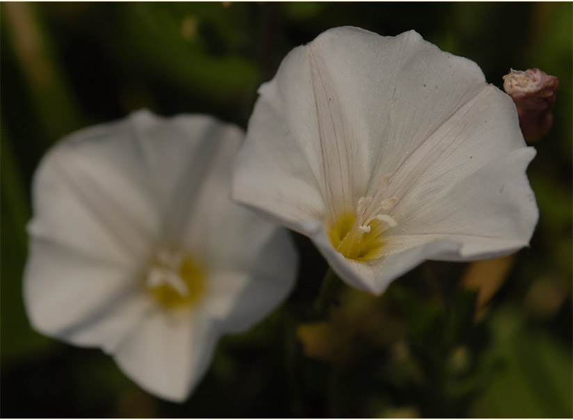 Ackerwinde (Convolvulus arvensis)