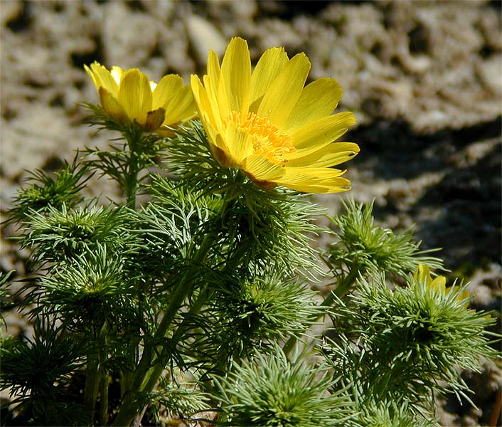 Adonisröschen (Adonis vernalis)