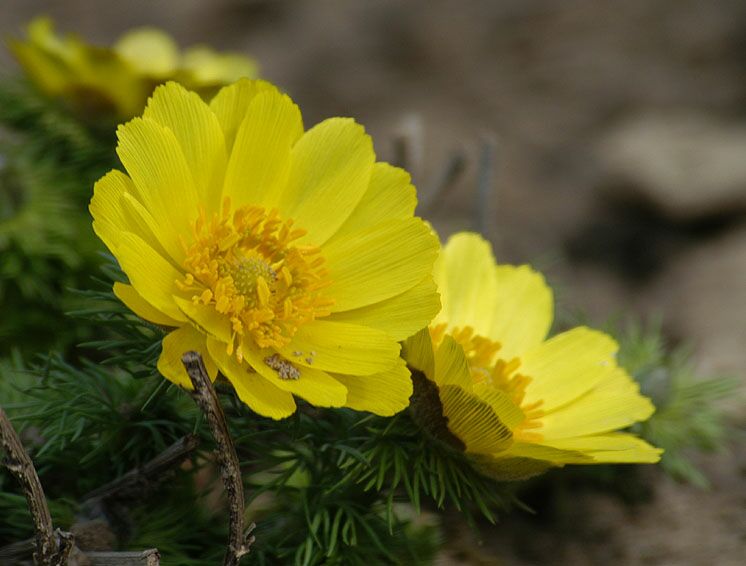 Adonisröschen (Adonis vernalis)