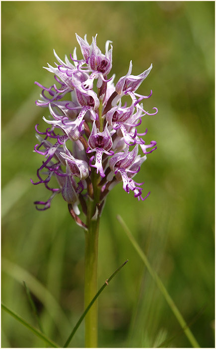 Affen-Knabenkraut (Orchis simia) 