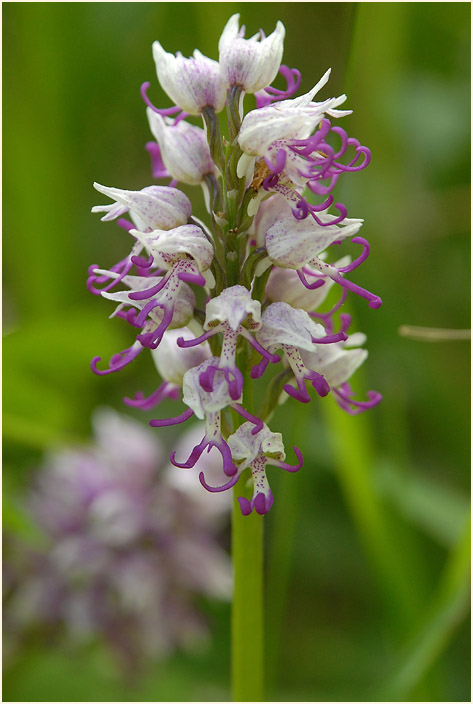 Affen-Knabenkraut (Orchis simia) 