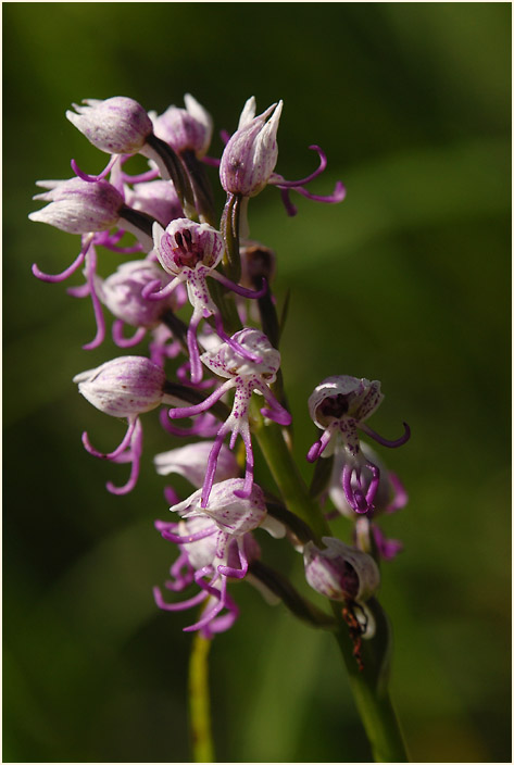 Affen-Knabenkraut (Orchis simia) 