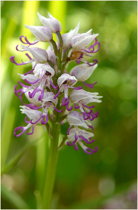 Affen-Knabenkraut (Orchis simia) 