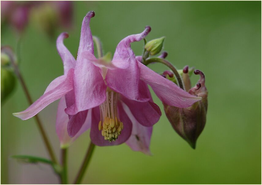 Akelei (Aquilegia)