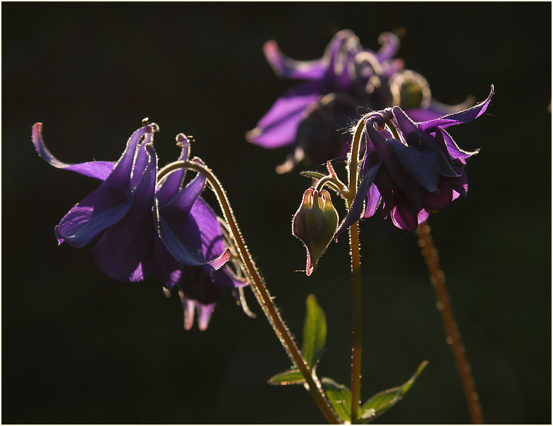 Akelei (Aquilegia)