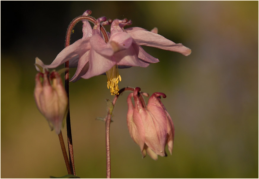 Akelei (Aquilegia)