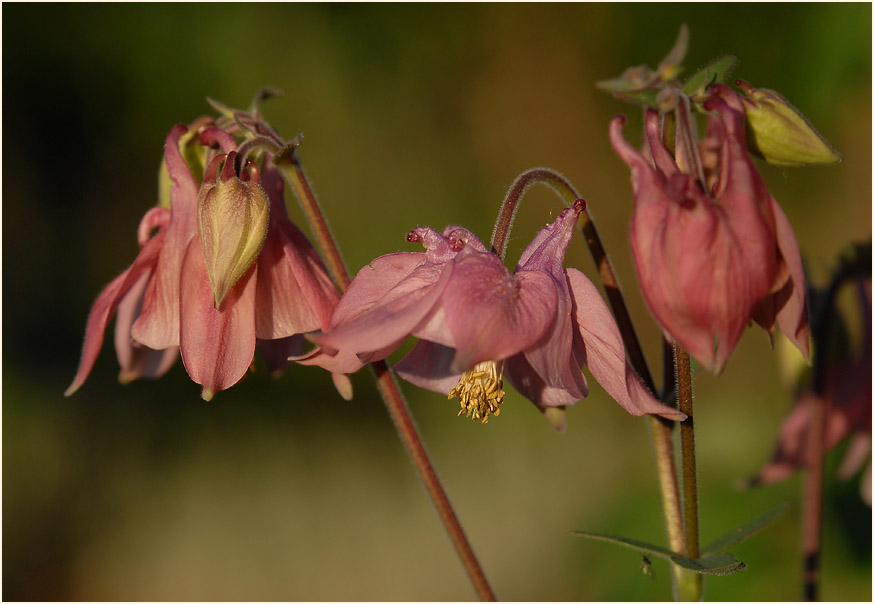 Akelei (Aquilegia)