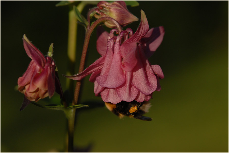 Akelei (Aquilegia)