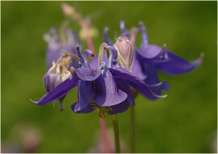 Akelei (Aquilegia)