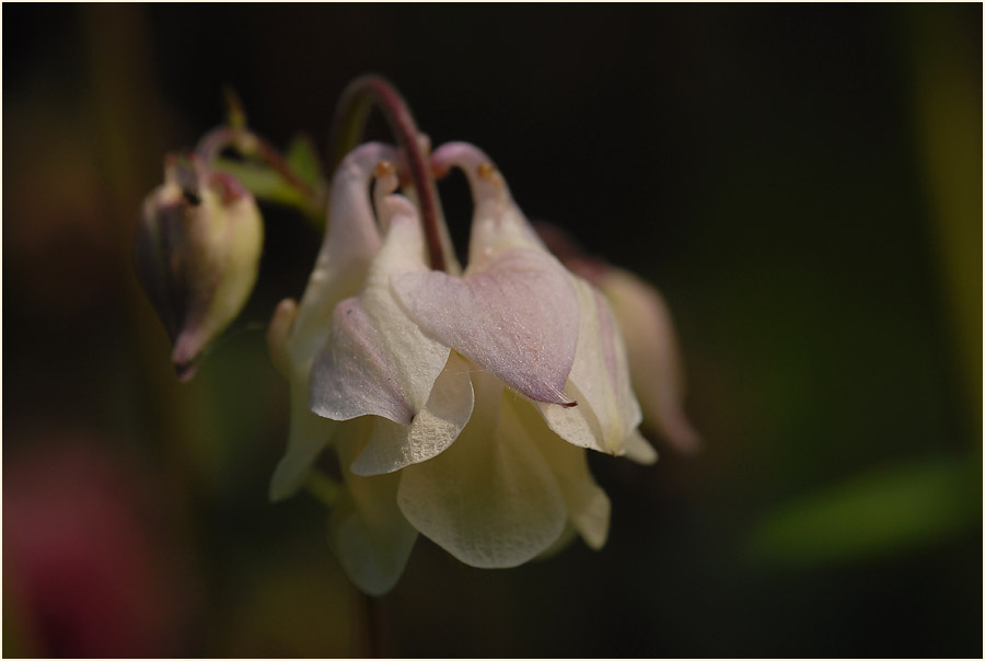 Akelei (Aquilegia)