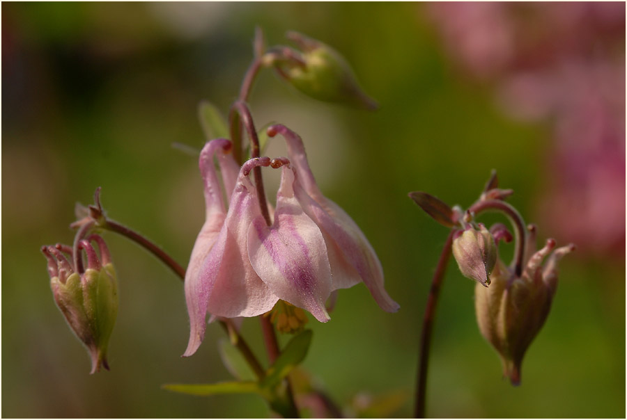 Akelei (Aquilegia)