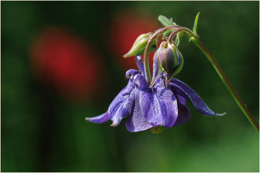 Akelei (Aquilegia)