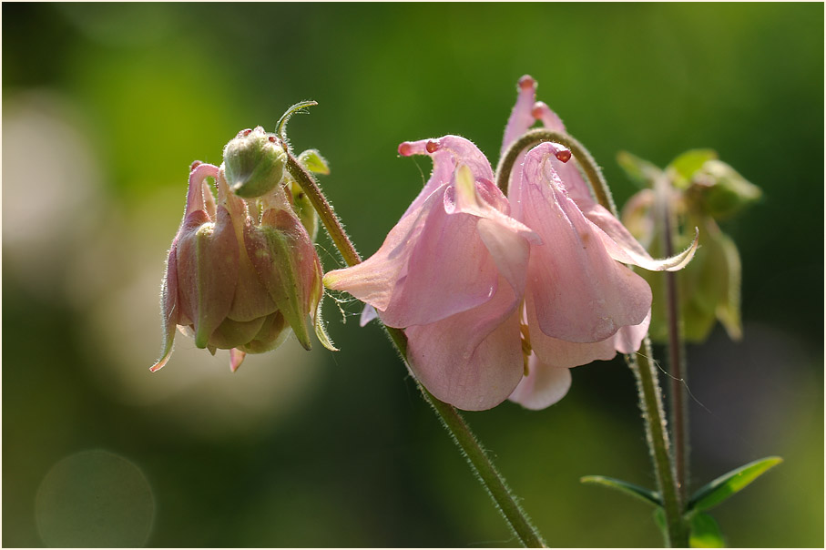 Akelei (Aquilegia)