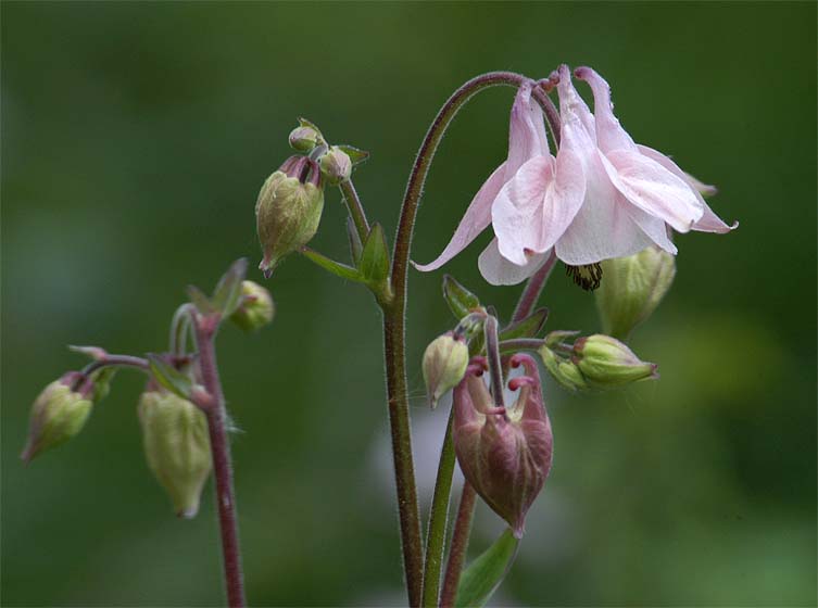 Akelei (Aquilegia)