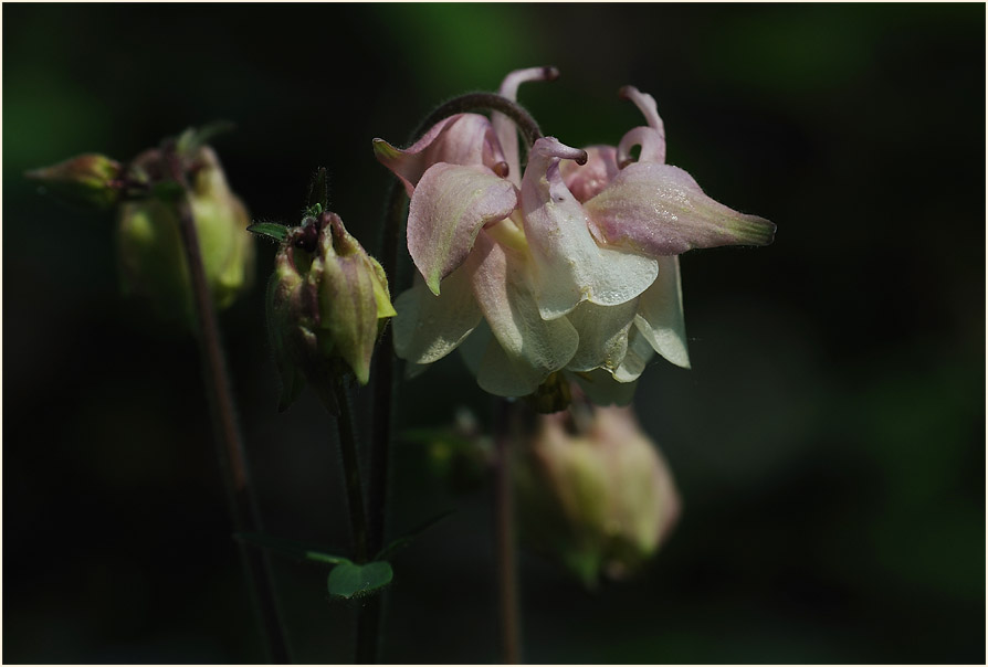 Akelei (Aquilegia)