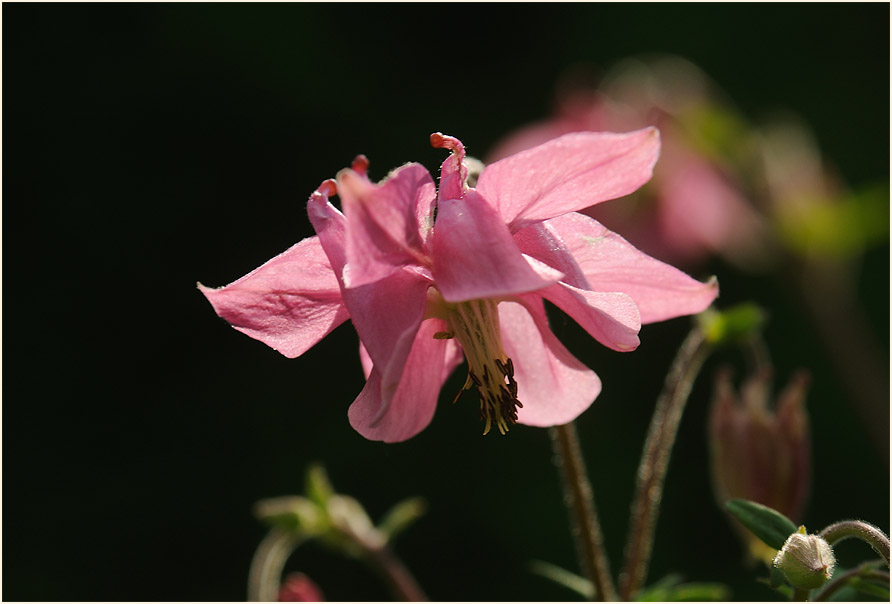 Akelei (Aquilegia)