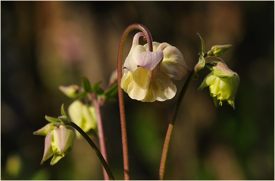 Akelei (Aquilegia)