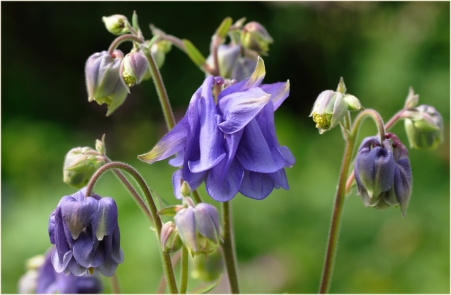 Akelei (Aquilegia)