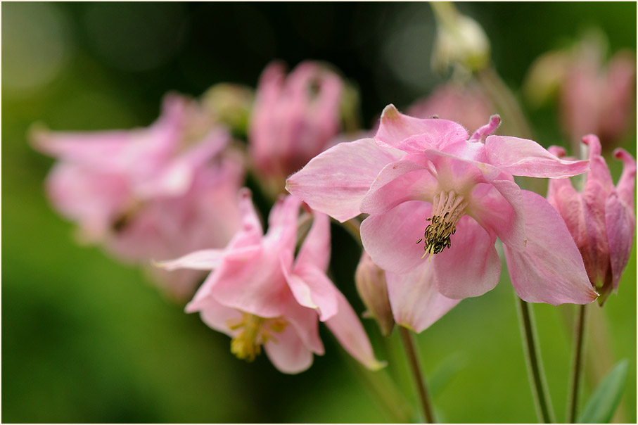 Akelei (Aquilegia)