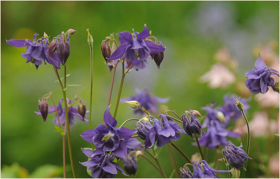 Akelei (Aquilegia)