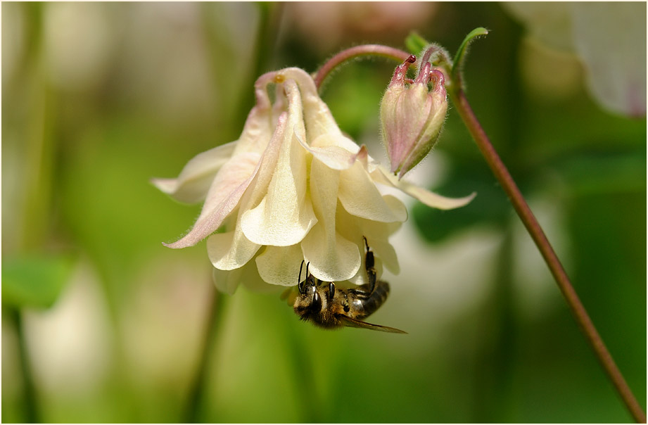 Akelei (Aquilegia)