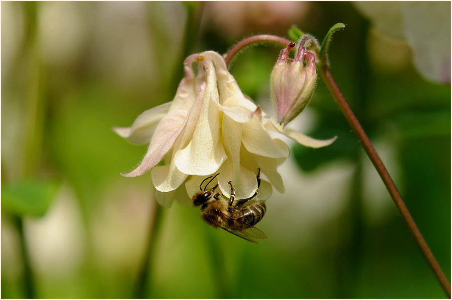 Akelei (Aquilegia)