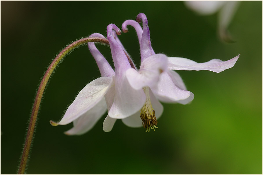 Akelei (Aquilegia)