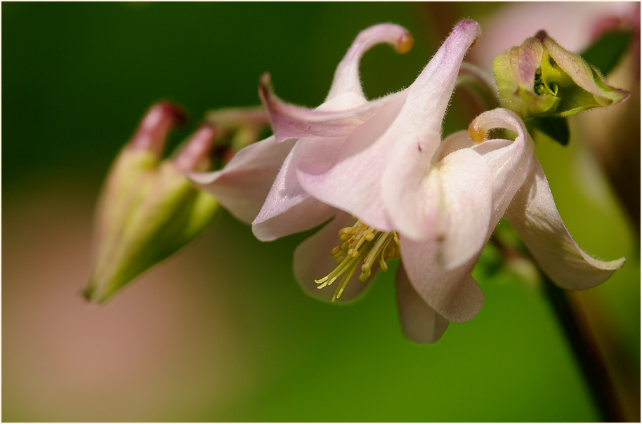 Akelei (Aquilegia)