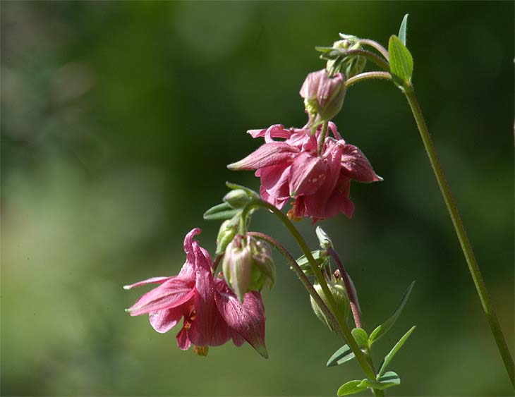 Akelei (Aquilegia)