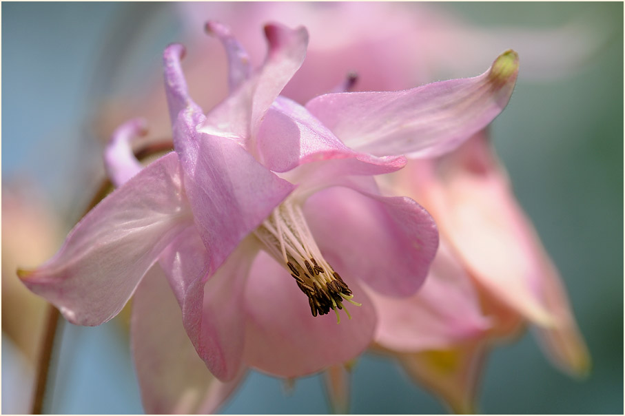 Akelei (Aquilegia)